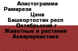 Апистограмма Рамирези (Microgeophagus Ramirezi) › Цена ­ 120 - Башкортостан респ., Октябрьский г. Животные и растения » Аквариумистика   
